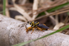 Laphria saffrana