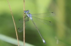 Lestes sponsa