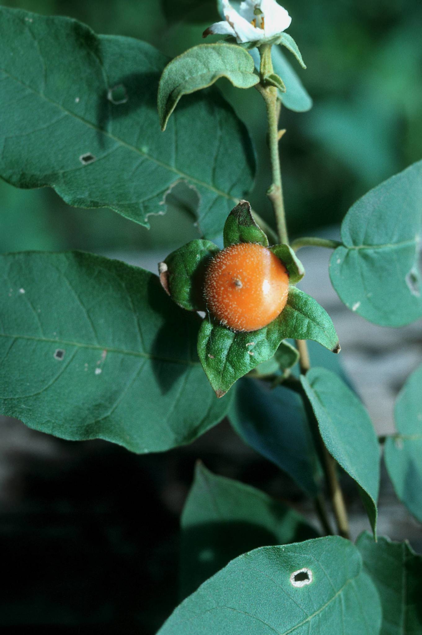 Solanum polygamum