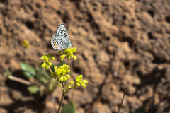 Euphilotes battoides