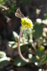 Euphilotes battoides