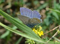 Polyommatus icarus