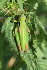 Pseudopodisma