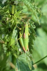 Pseudopodisma