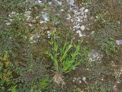 Dichanthelium longiligulatum