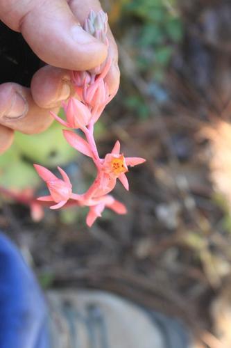Echeveria juarezensis