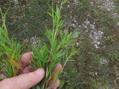 Dichanthelium longiligulatum