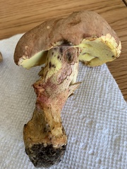 Butyriboletus taughannockensis