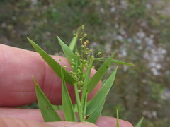 Dichanthelium longiligulatum