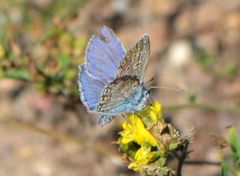 Polyommatus icarus