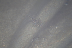 Clinocottus analis