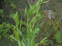 Dichanthelium longiligulatum