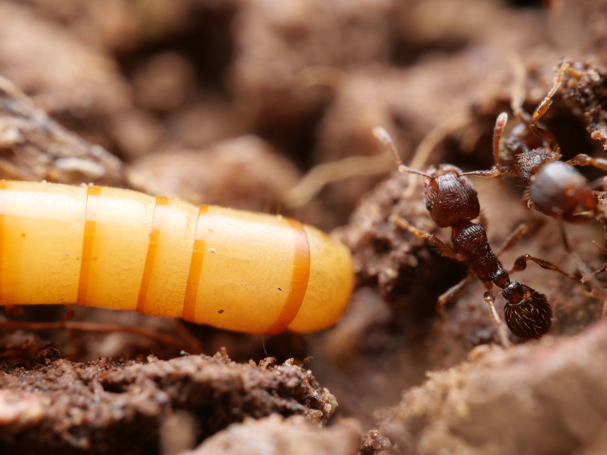 Tetramorium moravicum