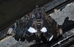 Catephia linteola