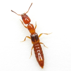 Lithocharodes longicollis