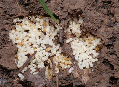 Aphaenogaster subterranea