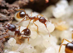 Aphaenogaster subterranea