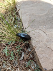 Eleodes longicollis