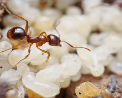 Aphaenogaster subterranea