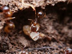 Aphaenogaster subterranea