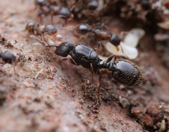 Tetramorium moravicum