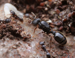 Tetramorium moravicum