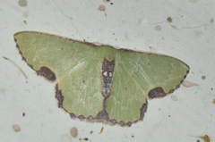 Spaniocentra isospania