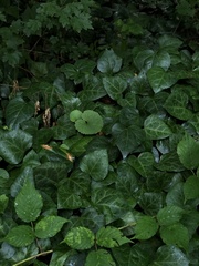 Hedera colchica