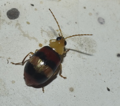 Monolepta orientalis