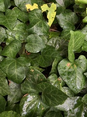Hedera colchica