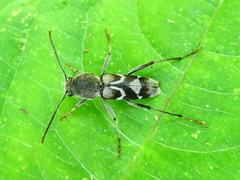 Pseudosphegesthes cinerea