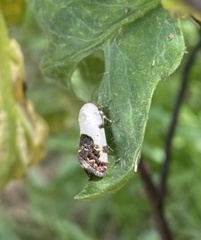 Tarache tetragona
