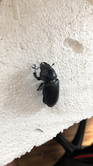 Lucanus cervus