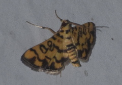 Glycythyma chrysorycta
