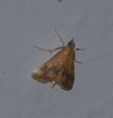 Pyrausta phoenicealis