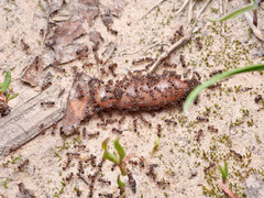 Tetramorium moravicum