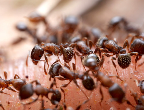Tetramorium moravicumTetramorium moravicum