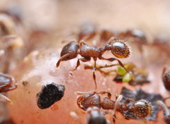 Tetramorium moravicum