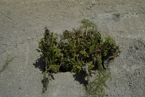 photo of Amaranths (Amaranthaceae)