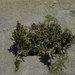 photo of Amaranths (Amaranthaceae)