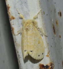 Artaxa guttata