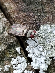 Anthomyia illocata