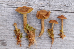 Cortinarius huronensis