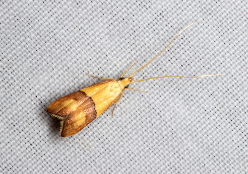 Crocanthes prasinopis Meyrick, 1886