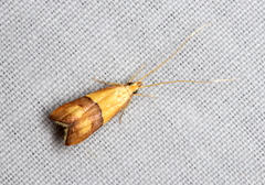 Crocanthes prasinopis