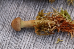 Cortinarius huronensis