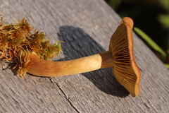 Cortinarius huronensis