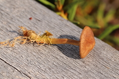 Cortinarius huronensis