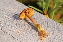 Cortinarius huronensis