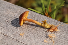 Cortinarius huronensis